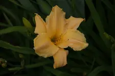 Fringe of Gold.webp