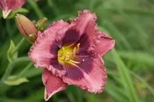 Hilde.webp