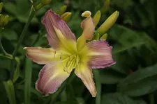 Lovely Light.webp
