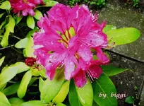 P1000516.webp