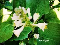 DSCN0223.webp
