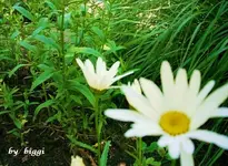 DSCN0272.webp