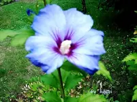 DSCN0332.webp