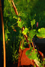 Clemi_Schädling_600.webp