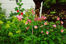 Herbstanemone_Lilie_rosa_Rispenhortensie Limelight_grün_rosa_640.webp