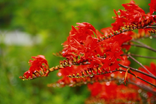 Montbretie_DevilsRed_rot_Wassertropfen_bokeh_640.webp