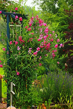 Staudenwicke_pink_Höhe gut zwei Meter_600.webp
