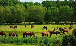 Herde auf der Koppel_Pferde2_800.webp