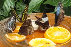 2014_0703sommer0093.webp