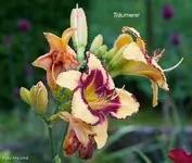 IMG_2885.webp