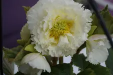 _DSC6346.webp