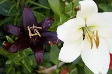 _DSC6332.webp