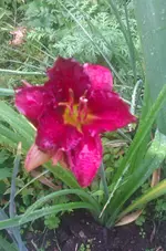 IMAG2244.webp
