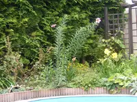 Poolbeet1.webp
