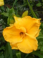 Lilie1.webp