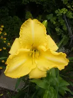 Lilie2.webp