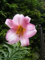 Baumlilie.webp