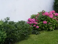 Rhododendron-Hortensienbeet.webp