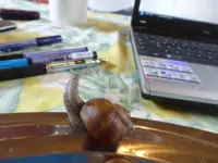 P1140481.webp