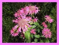 003.webp