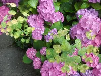 SAM_4894.webp