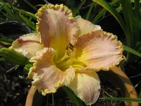 darla antia_1024x768.webp