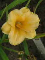 pixie parasol_576x768.webp