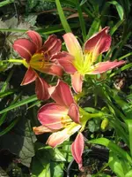 058_576x768.webp