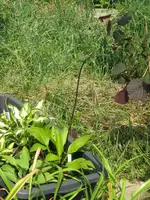 074_576x768.webp