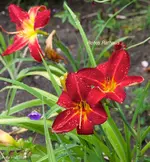 IMG_2889.webp