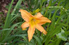 IMG_2897.webp