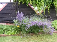 Lavendel.webp