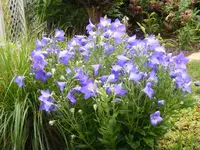 Lila Ballonblume.webp