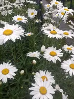 2014-07-09 14.28.17.webp