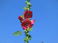 CIMG8206.webp