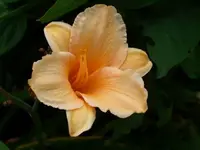 k-DSCI2739.webp