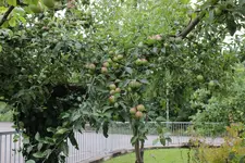 apfel_1.webp