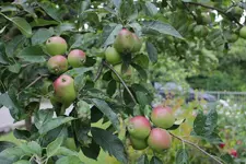 apfel_1_detail.webp