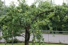 apfel_2.webp