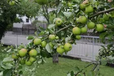 apfel_2_detail.webp