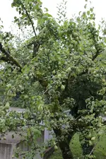 birnen.webp