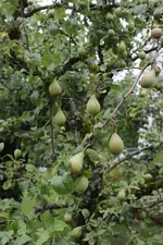 birnen_detail.webp