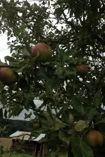 Apfel.webp