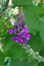 Blume2.webp