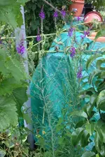 Blume3.webp