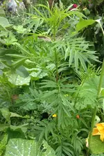 Riesentagetes.webp