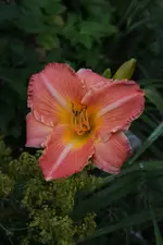 DSC_2025.webp