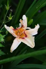 DSC_2030.webp