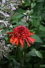 DSC_2033.webp