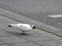 P1140910.webp